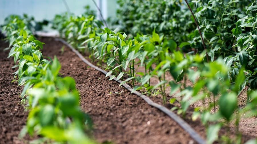 سیستم آبیاری قطره ای مدرن برای باغ